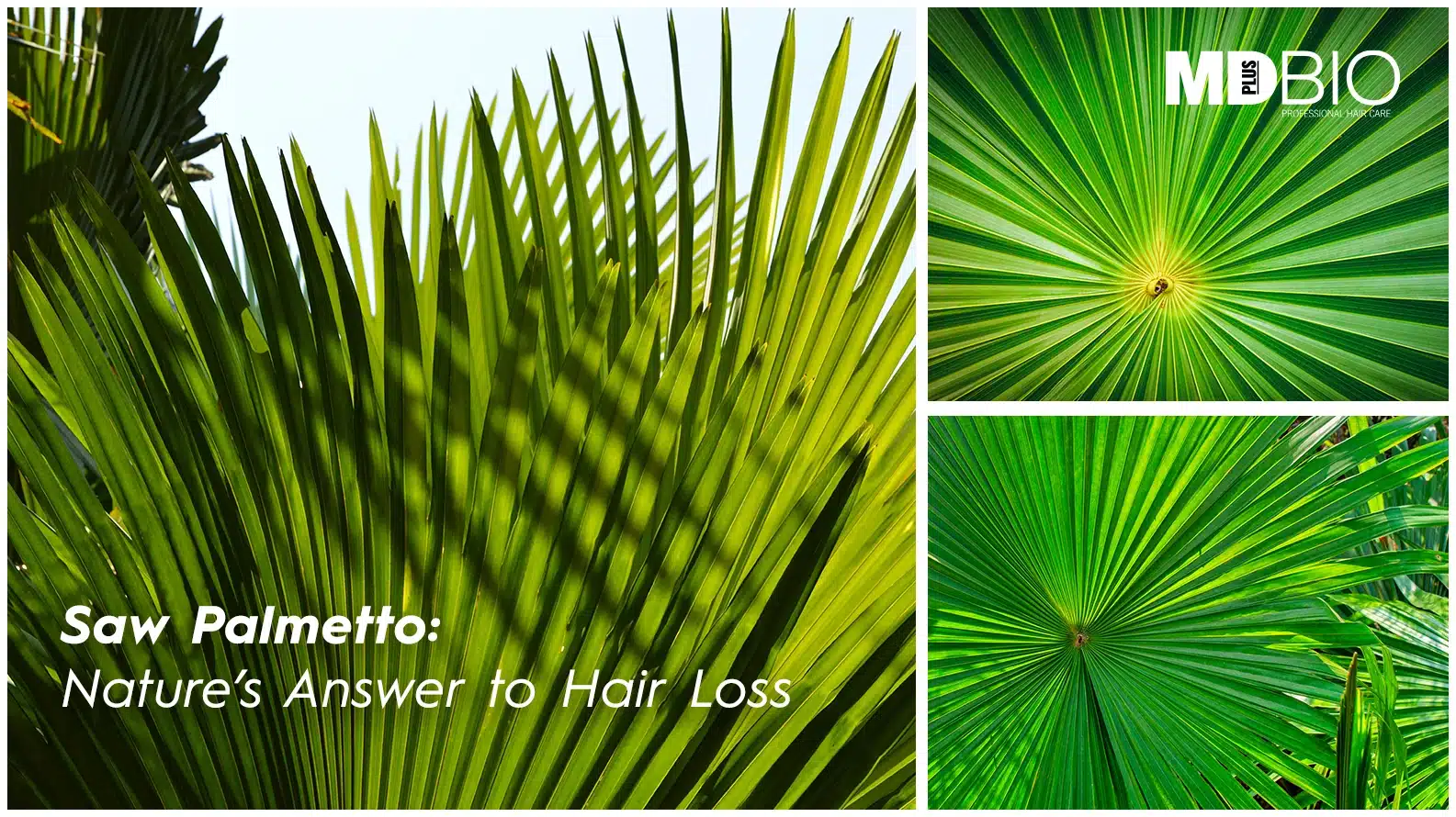 How-Saw-Palmetto-Fights-Hair-Loss