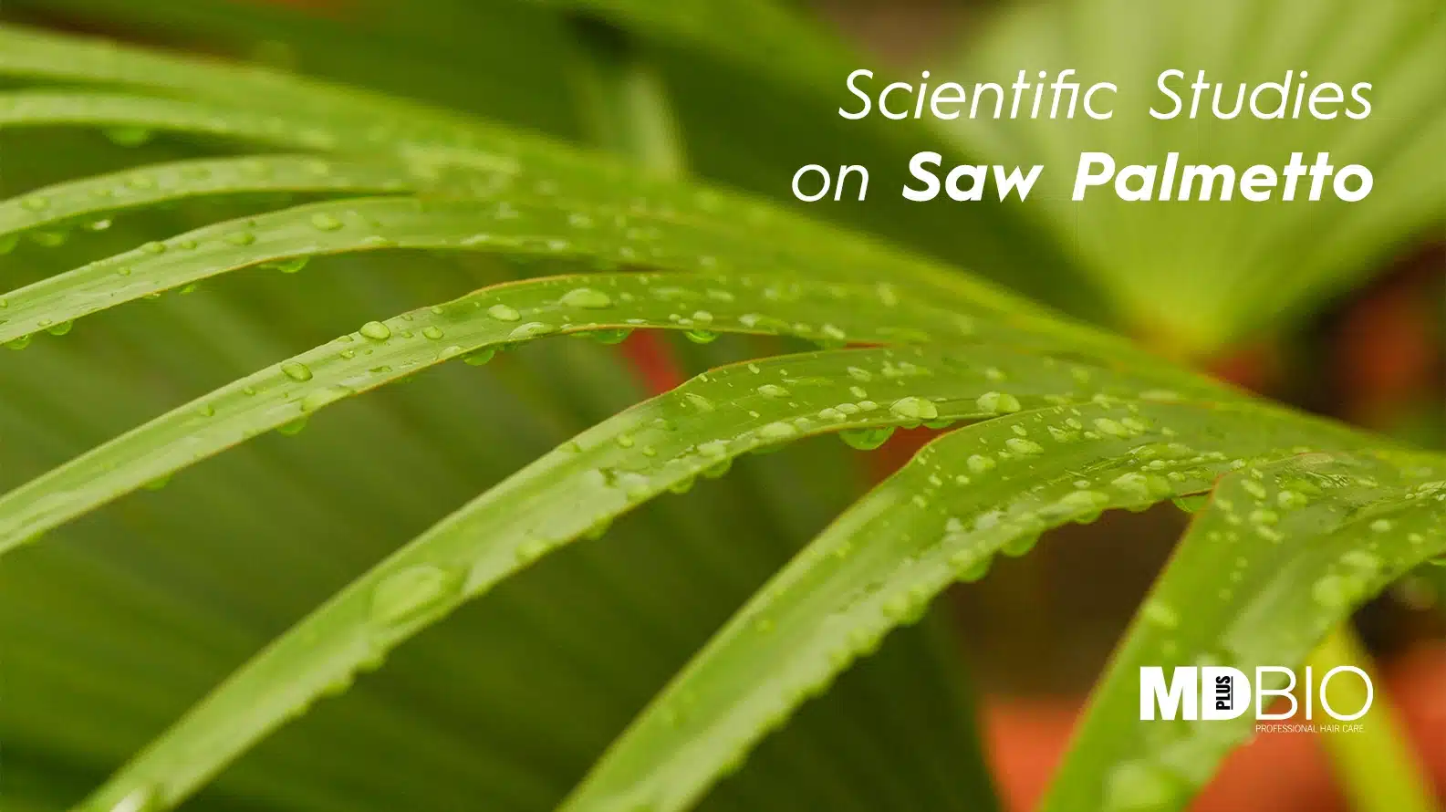 Scientific-Studies-on-Saw-Palmetto-