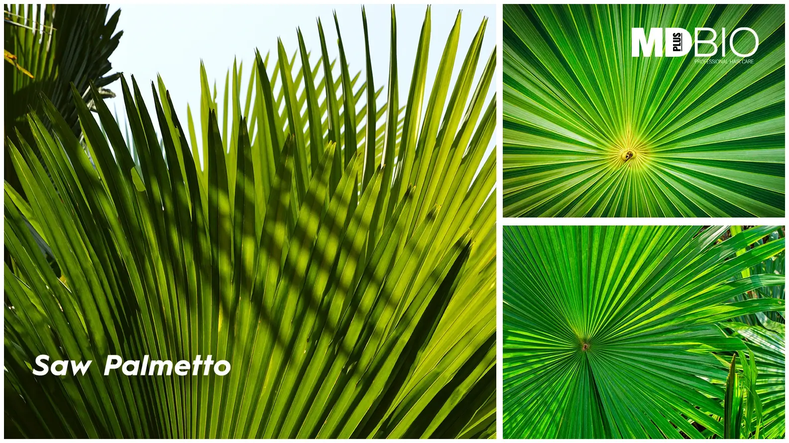 palmetto