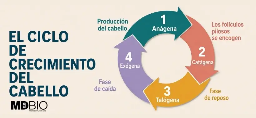 El ciclo de crecimiento del cabello: fases anágena, catágena y telógena