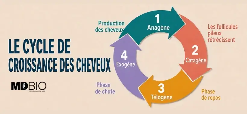 Le cycle de croissance des cheveux : comprendre les phases anagène, catagène et télogène