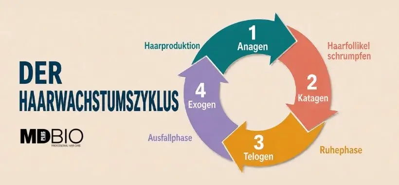Der Haarwachstumszyklus: Anagen-, Katagen- und Telogenphase verstehen
